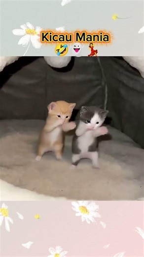 Chirping Mania #cat #funny #catslove