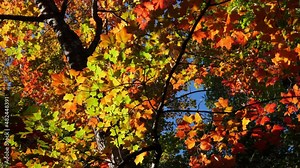 Beautiful fall colours of maple tree and leaves. Autumn in Ontario, Canada.