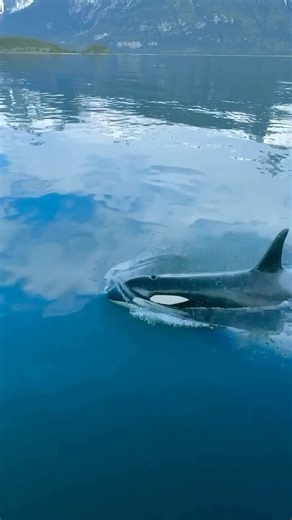 2K views · 245 reactions | What an unforgettable experience! : @allenmarinetoursak #visitsitka #sitkaalaska #orcawhale #killerwhale #wildlifeencounters | Visit Sitka | Facebook