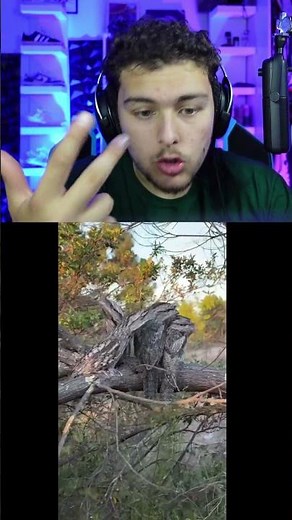 Des Animaux jouent a cache cache 🐕#animals #lifehacks