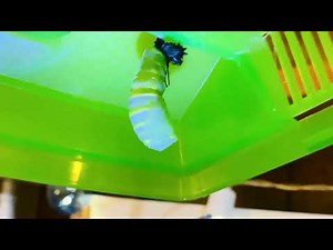 Person Watches Caterpillar Making a Cocoon - 1284883