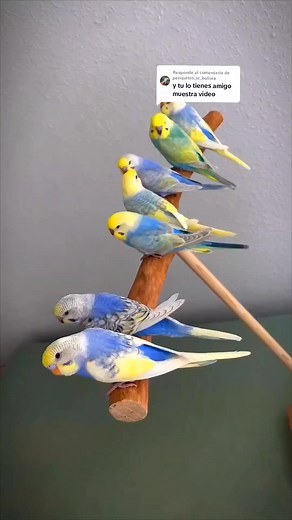 7 Hermosos Pichones de Periquitos Australianos