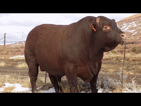 The Unsung Hero : Sussex Cattle’s Hidden Potential