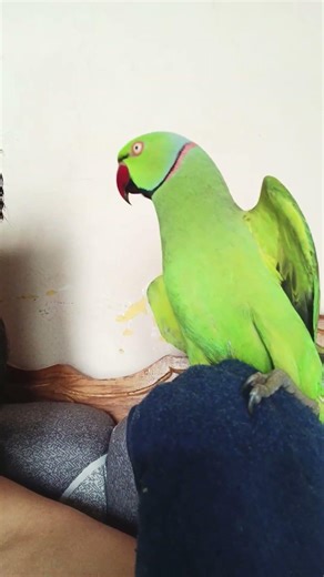 Smart Talking Parrot Shorts 🦜 | Cute Green Parrot Video | Funny Bird Moments #shorts