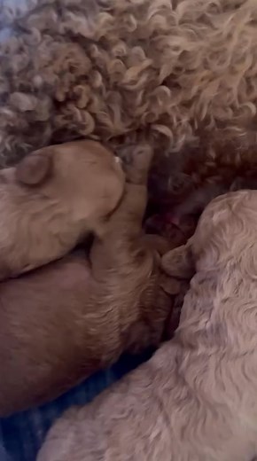 2.1K views · 34 reactions | Hi everyone. These litters are spoken for. This is Ellie and her pups. | Cute Country Cavoodles | Facebook