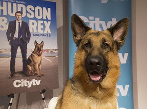 Ancaster dog gets own TV show ... and trailer, chef and chauffeur