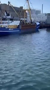 Shark in Peterhead harbour on Sunday. Thanks to Niks Ansons who took this video. Thank you Kevin for sending in this video. #Shark #Scotland #NorthSea #Harbour #Peterhead #Aberdeenshire #Wildlife | ℙ𝕖𝕥𝕖𝕣𝕙𝕖𝕒𝕕 𝕃𝕚𝕧𝕖