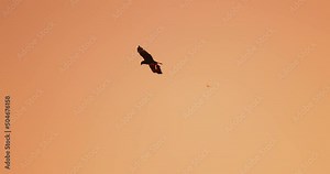 Epic footage of Eagles hunting bats at sunset, Safari in Africa, Slow motion