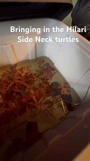 Bringing In Our Side-Neck Turtles for Winter | PA Turtle Shed Update
