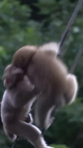 Monkeys in Japan Are Living Their Best Life 🐒😂 #MonkeyJapan #SnowMonkeys #JapaneseMacaque #MonkeyLife #WildlifeJapan #NatureLovers | Monkey USA