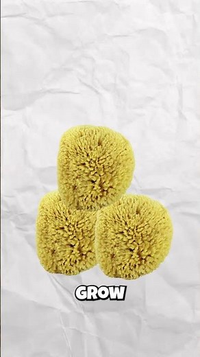 Sea Sponges: They Can REGENERATE From Pieces?! 💪