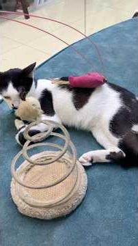 CHARLIE The Heart of capawcino cat cafe 2019