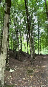 ASMR Campfire Cooking in a Silent Forest 🌿🔥 #nature #asmr #shorts