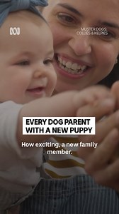 4.7K views · 23 reactions | "I think she knows her name very well, but she doesn't respond to it at all"  100% relatable to all parenting. Muster Dogs: Collies & Kelpies — Stream now on ABC iview or Sundays 7.30pm on ABC TV: https://ab.co/MusterDogs | ABC Kids Community | Facebook
