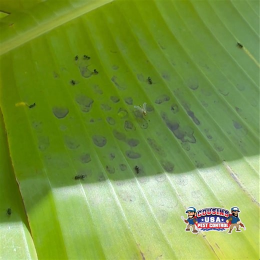 🔍 Did you know that prevention costs much less than combating an infestation? With our Preventive Maintenance Plans, you can keep your home or business protected year-round: ✅ Avoid infestations ✅ Save money in the long run ✅ Enjoy continued peace of mind Don’t wait for pests to appear... get ahead of them! 🚫🐜 👉 Call Cousins ​​USA Pest Control today and receive your FREE inspection. ☎️ Central Florida: 407-300-3728 | Counsins USA Pest Control FL