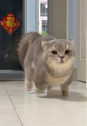 Funny Munchkin Cat Videos with Breathing Teddy