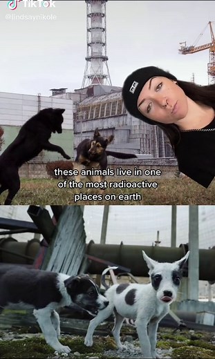 Wildlife Thriving in Chernobyl: A Radiation Reclamation Story