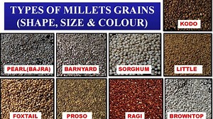 Close-up of millet grains – TCR Connecting Agriculture