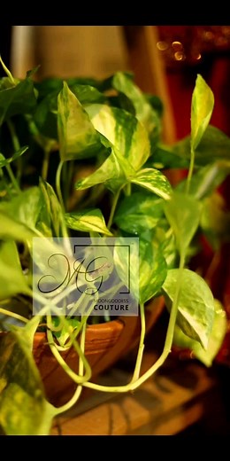 Moongoddess Couture | BRIDAL LEHENGA ❤❤❤ Any enquiries pls Inbox ❤❤❤ : : Please read the following informations. ⬇️ As per the Government instructions during... | Instagram