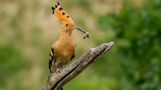 A Surprising Snack for the Colorful Hoopoe