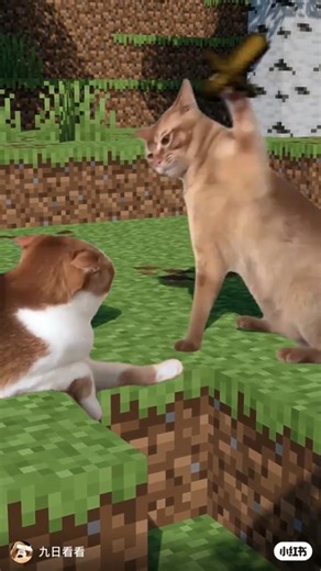 Critters & Creatures 🐰 on Instagram: "Minecraft cat fight"
