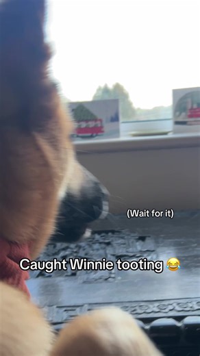 Winnie the Dog's Hilarious Surprise Moment