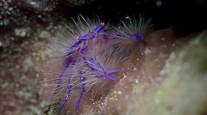 44K views · 470 reactions | Hairy Squat Lobster, Canon G15, thanks to Wally Siagian who discovered this cute species | My Reef's Diary - Coral Triangle | Facebook