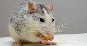 Pourquoi mon chat ne chasse-t-il pas les souris ?