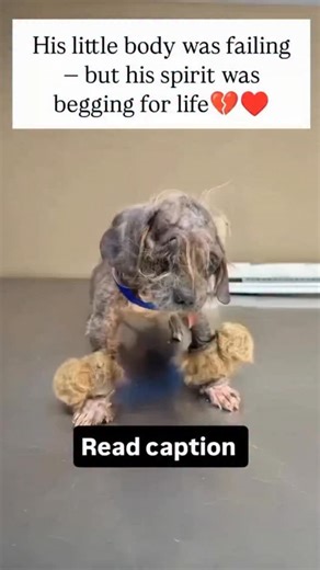 JOSHUA KIWULI on Instagram: "💔 So sick the vet couldn’t help him… 💔 When we brought him in, his tiny body was shaking. His skin was peeling, his fur had turned into painful mats around his paws, and his eyes… his eyes looked like he had already given up. 😭 The vet whispered that there wasn’t much they could do — he was simply too far gone. But then… something happened. One gentle touch… one soft whisper… one small moment of love — and he lifted his head. It wasn’t medicine. It wasn’t treatmen