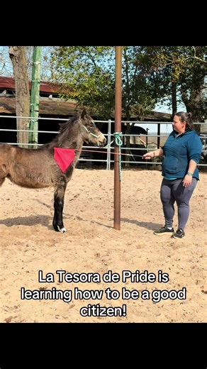 We work with our foals at a young age to help them be good citizens! #gaitedhorses #pasofino #palmettopridepasofinofarm #puertorico🇵🇷 #horse