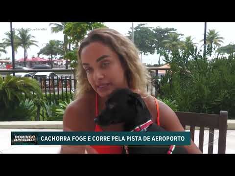 Puppy escapes from transport crate and runs across airport runway in São Paulo.