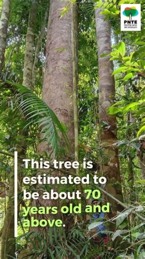 PHILIPPINE NATIVE TREE: TIAONG