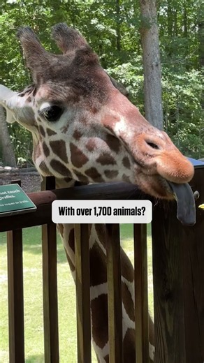 The World’s Largest Natural Habitat Zoo Is in North Carolina