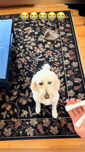 413K views · 24K reactions | funny dogs Comp 藍 episode 417 #funny #pet #animals #funnyanimals #fy | Tails Of Hope | Facebook