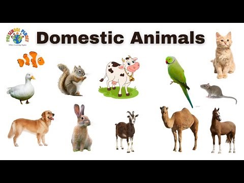 Meet the Most Popular Domestic Animals!