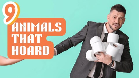 9 Hoarders of the Animal World