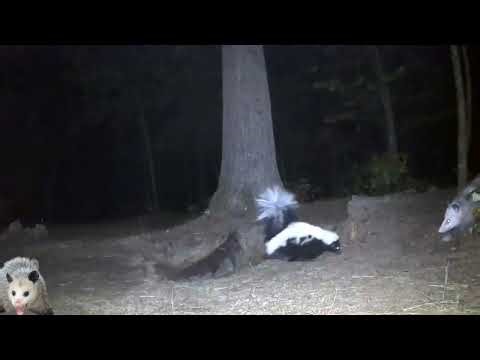 Skunk vS possum