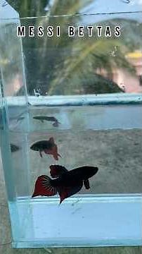 Wild Betta Splendens Breeding Setup #bettafish #bettabreeder #bettasplendens #bettabreeding