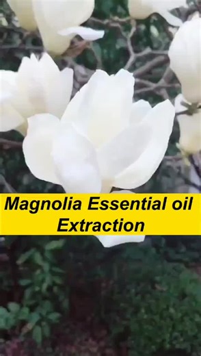 Essential Oil Distiller on TikTok