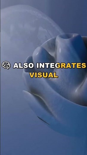 Unlock Your Self-Awareness with the Insular Cortex