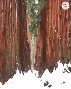 This shows just how giant sequoia trees are in California