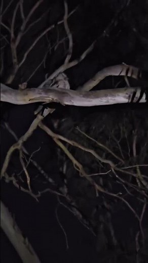 Mysterious Owl Calls at Night | Tawny Owl or Something Else | Strange Night Sound