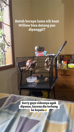 Train Your Cockatiel to Come When Called