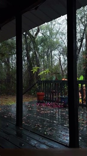 Rain on a Quiet Wooden Porch 🌧️