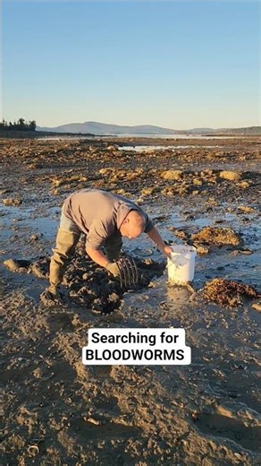 Digging for BLOODWORMS great saltwater BAIT 🎣 #shorts #fishing