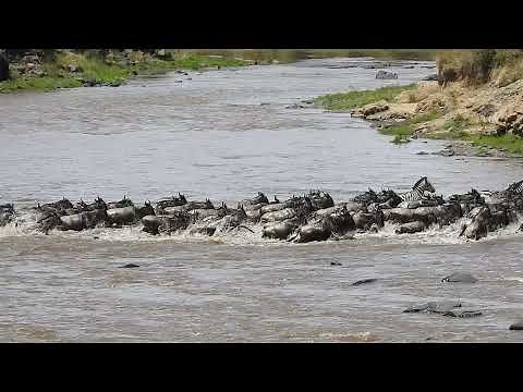 Brutal Crocodile Death Roll