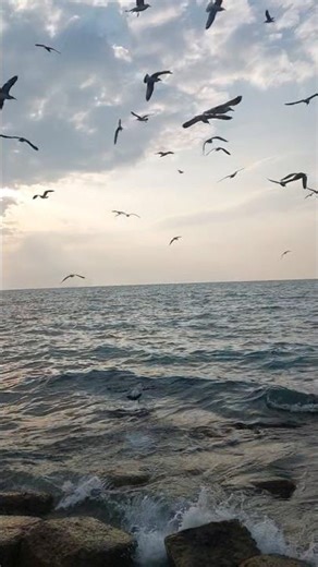 Beautiful Seagull Sounds 🕊️ | Relaxation, Meditation & Mental Calm#beach #nature #stressrelief