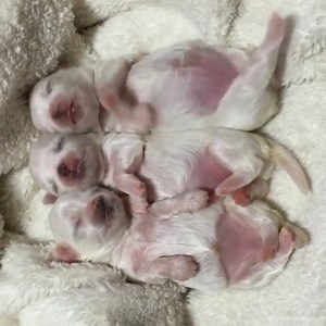 14K views · 957 reactions | Those feet.. those tiny feet! | Late Night Viral Videos | Facebook