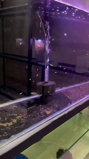 zebra danio #fish #bettafish #viral #subscribe #betta #aquariumfish #fypシ #shortvideo #shorts