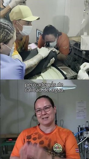First rescue of a baby manatee in Costa Rica: a unique effort for its life